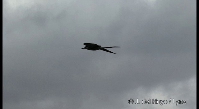 Bridled Tern - ML201324231