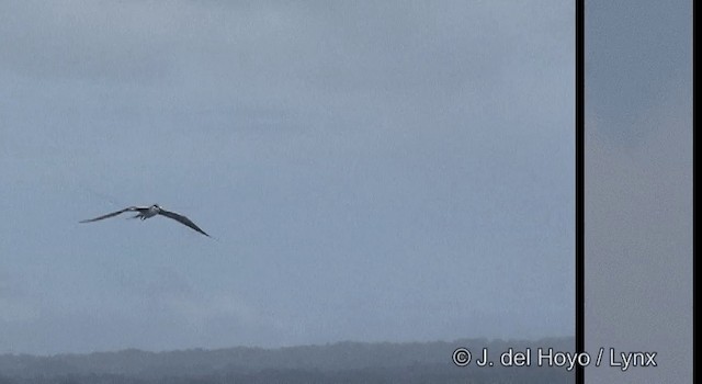 Bridled Tern - ML201324241