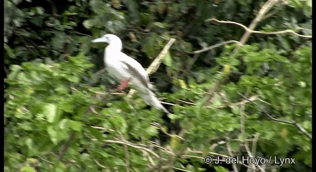 紅腳鰹鳥 - ML201324261