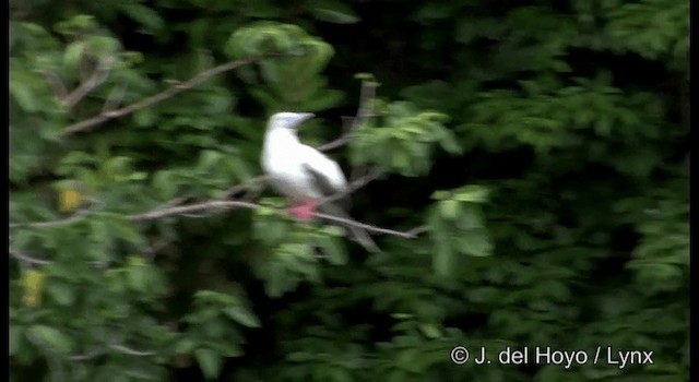 Piquero Patirrojo - ML201324291