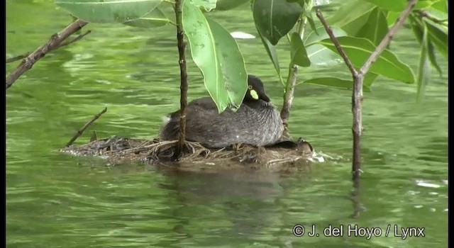 Australasian Grebe - ML201324301