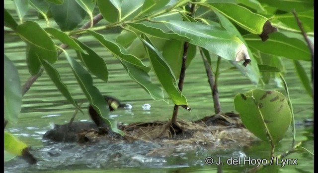 Australasian Grebe - ML201324331