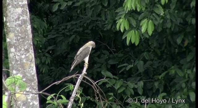 Brown Goshawk - ML201324361