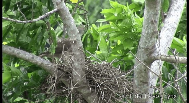 Brown Goshawk - ML201324371