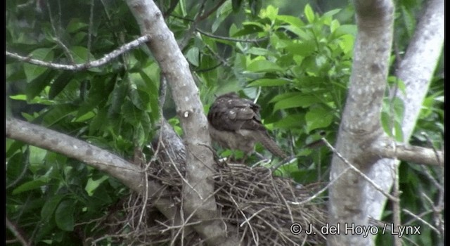 Brown Goshawk - ML201324381