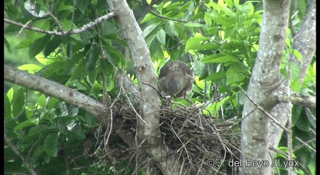 Brown Goshawk - ML201324391