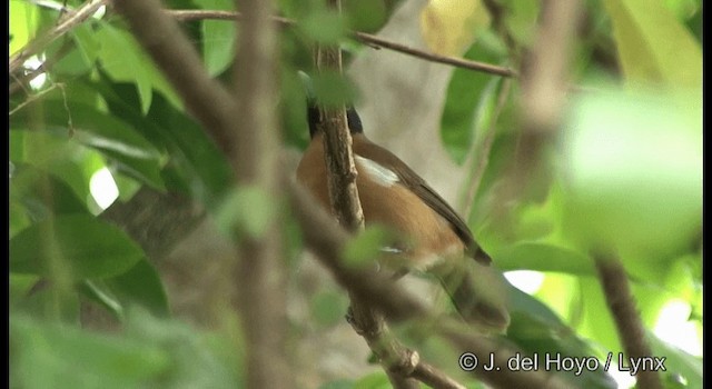 Monarca de la Rennell - ML201324431