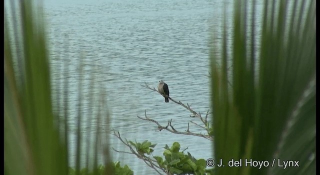 Pacific Imperial-Pigeon - ML201324451