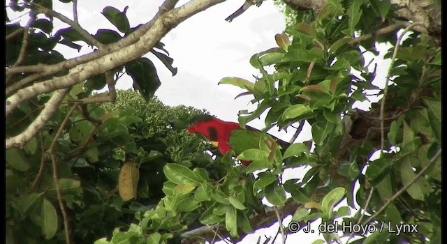 Yellow-bibbed Lory - ML201324471