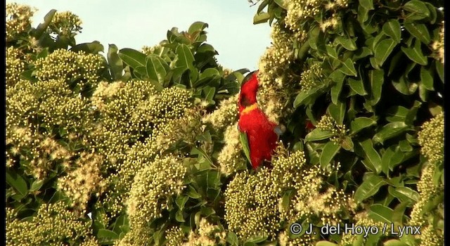 Yellow-bibbed Lory - ML201324481