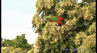  - Yellow-bibbed Lory