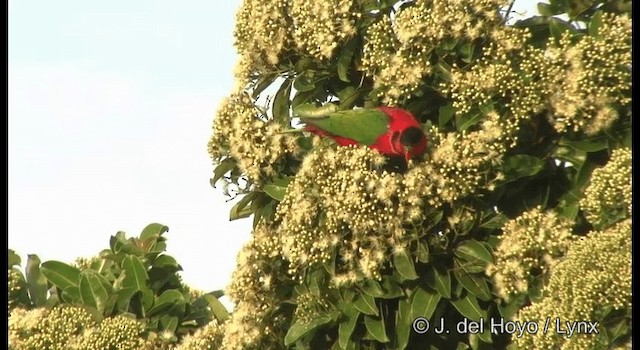 Yellow-bibbed Lory - ML201324491