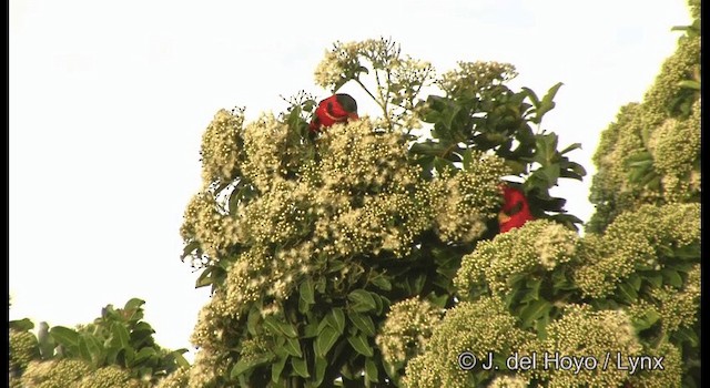 Yellow-bibbed Lory - ML201324501