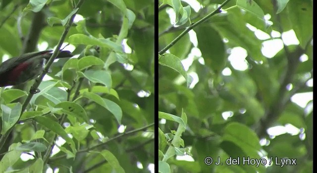 Cardinal Myzomela - ML201324531