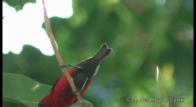 Myzomèle cardinal - ML201324551