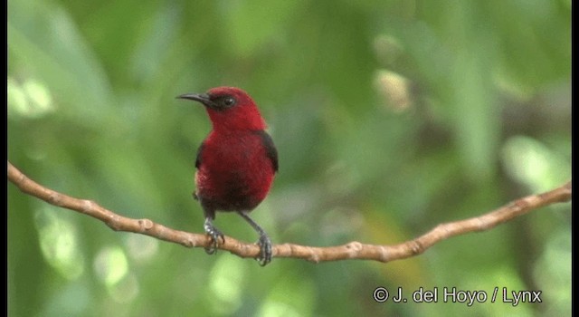 Cardinal Myzomela - ML201324561