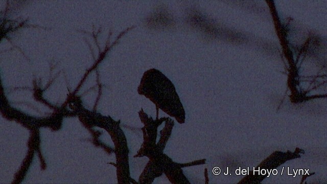 Ibis Gigante - ML201324571