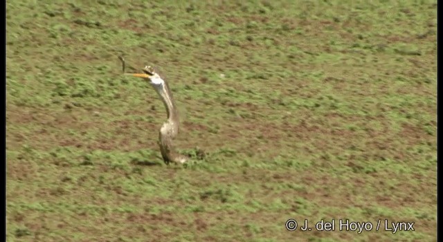 anhinga indomalajská - ML201324631