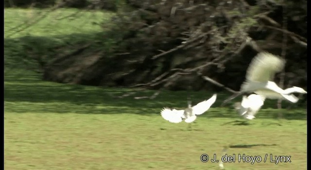 Indian Pond-Heron - ML201324651