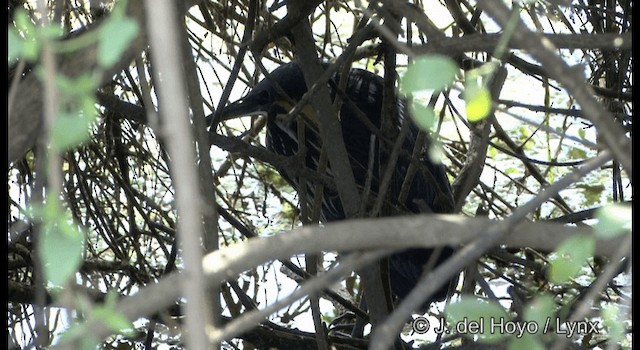 黃頸黑鷺 - ML201324671