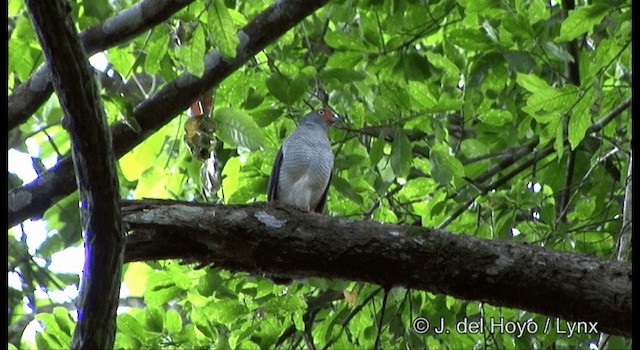 Cryptic Forest-Falcon - ML201324691