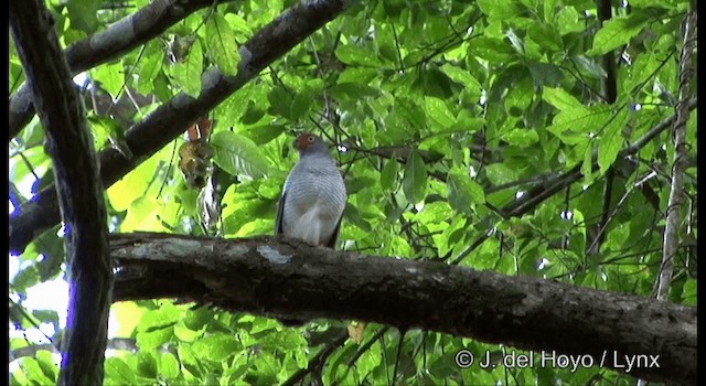 Cryptic Forest-Falcon - ML201324711