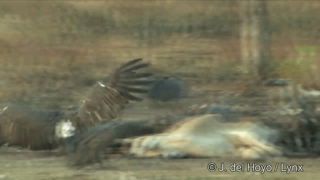 נשר לבן-שת - ML201324821