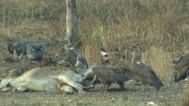 Slender-billed Vulture - ML201324851