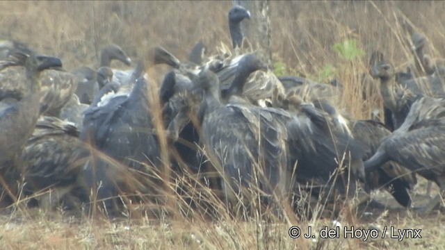 Slender-billed Vulture - ML201324861