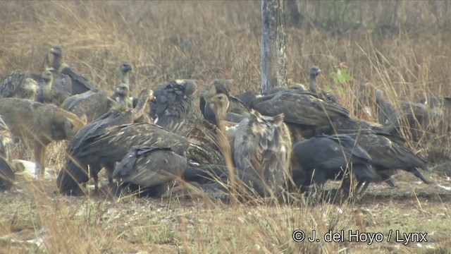 Slender-billed Vulture - ML201324871