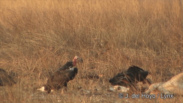 Red-headed Vulture - ML201324881