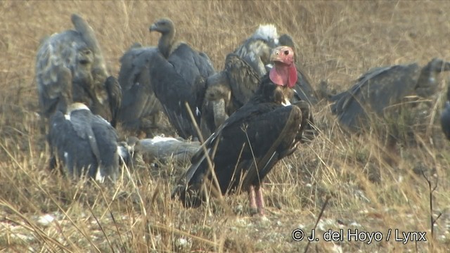 Red-headed Vulture - ML201324891