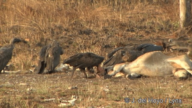 Red-headed Vulture - ML201324901