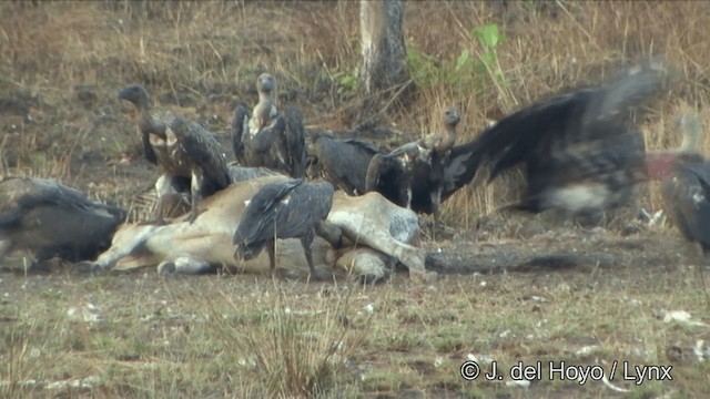 Red-headed Vulture - ML201324911