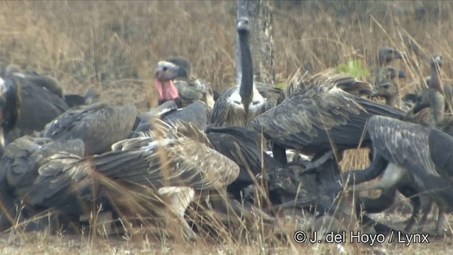 Red-headed Vulture - ML201324921