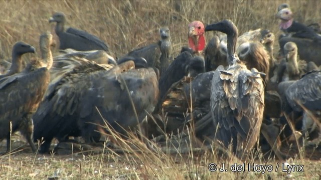 Red-headed Vulture - ML201324931