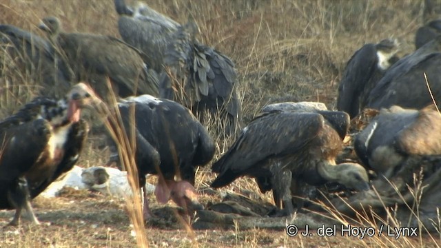 Red-headed Vulture - ML201324941