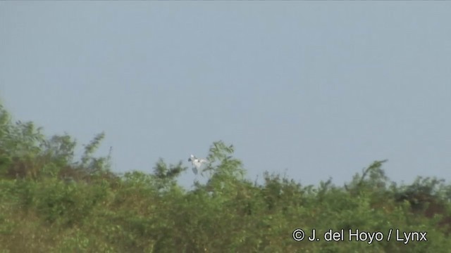 Pied Harrier - ML201325001