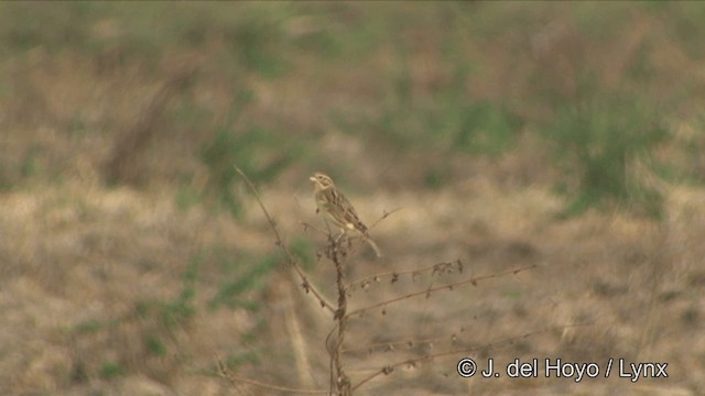 Yellow-breasted Bunting - ML201325011