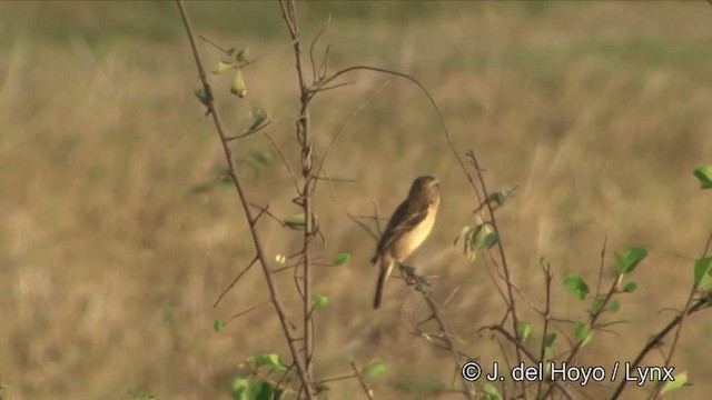 黑喉鴝 - ML201325041