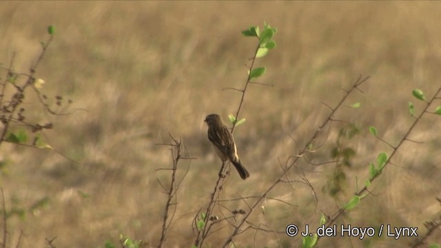 黑喉鴝 - ML201325051