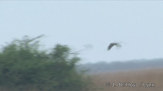 Eastern Marsh Harrier - ML201325061