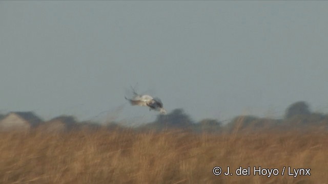 Eastern Marsh Harrier - ML201325071