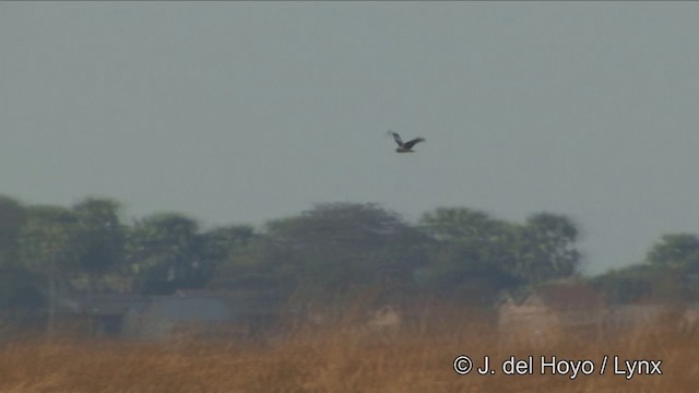 Eastern Marsh Harrier - ML201325081