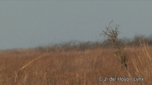 sokol stěhovavý (ssp. peregrinator) - ML201325111