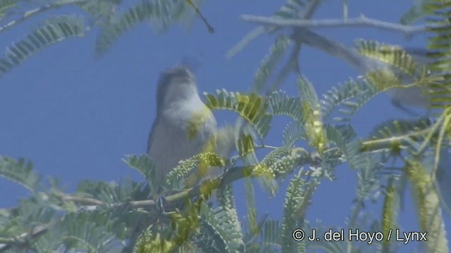 Eastern Orphean Warbler - ML201325261