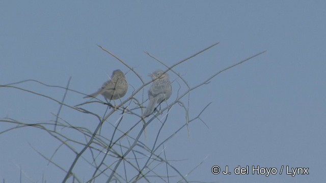 Common Babbler - ML201325271