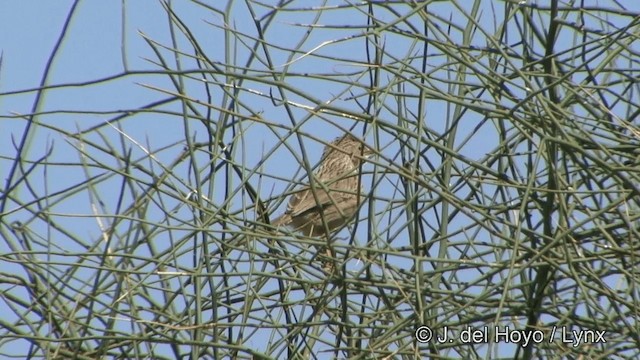 Common Babbler - ML201325281