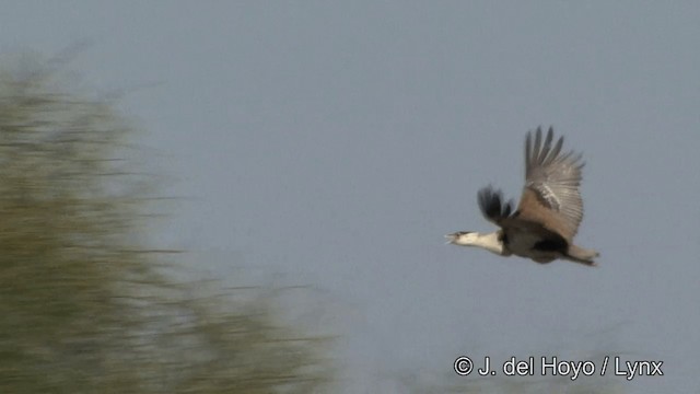 Great Indian Bustard - ML201325331