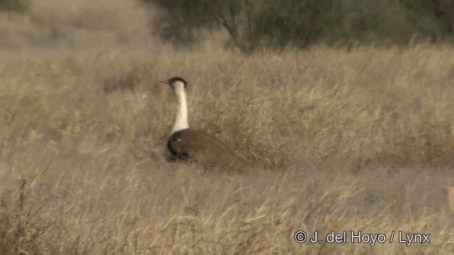 Great Indian Bustard - ML201325341